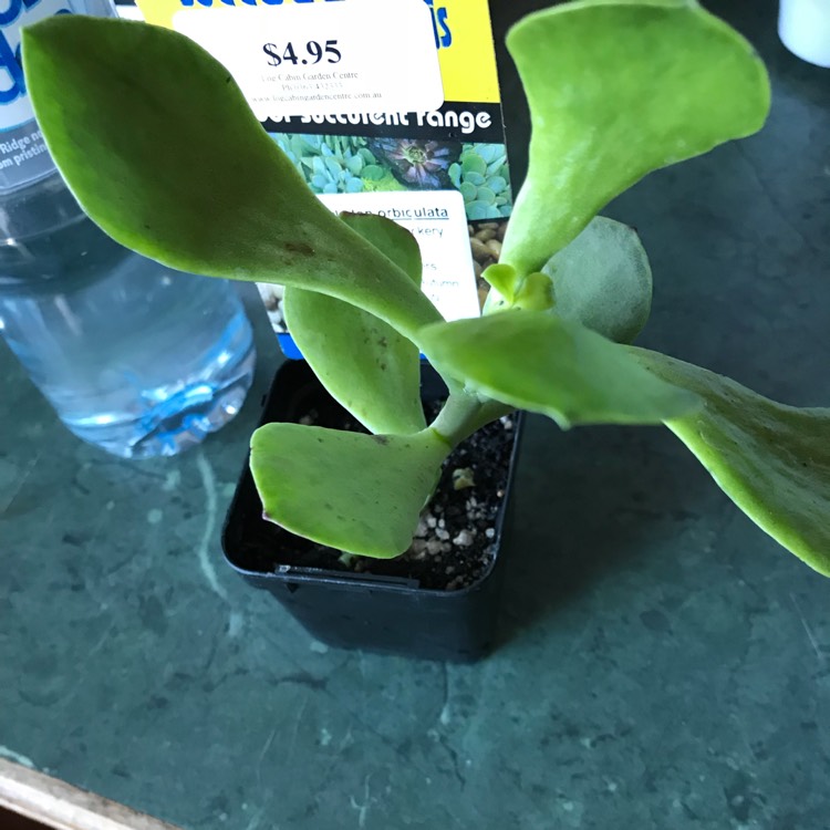 Plant image Cotyledon orbiculata 'White Sprite'