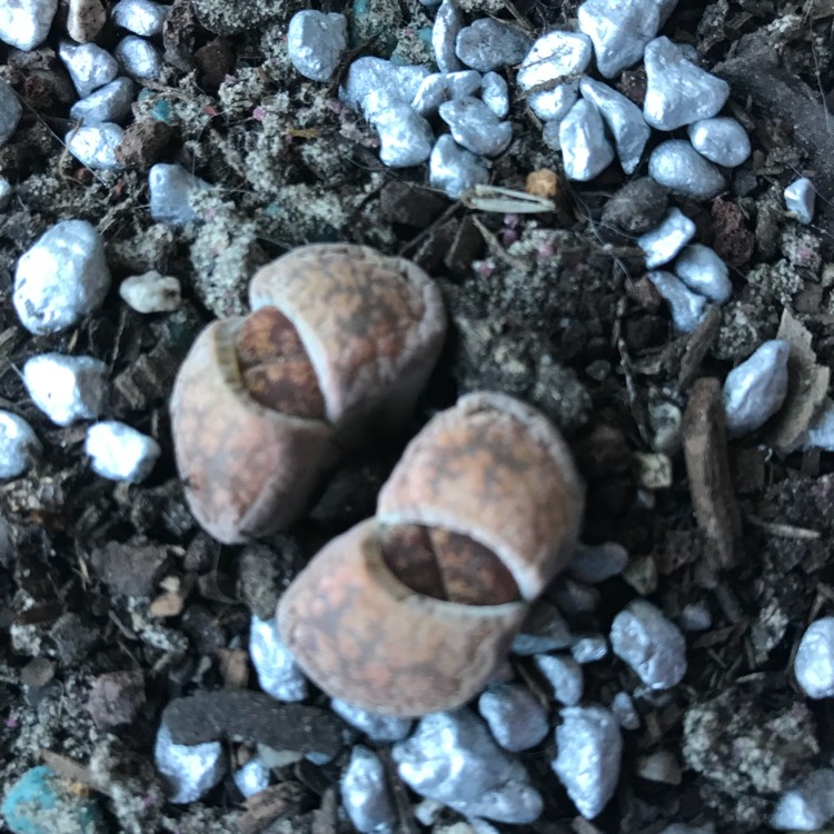 Plant image Lithops Aucampiae var. Koelemanii C16