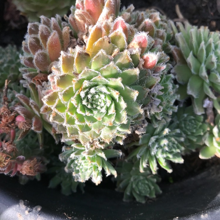 Plant image Sempervivum Candy Floss