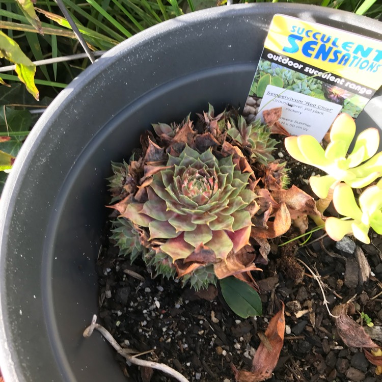 Plant image Sempervivum Red Chief