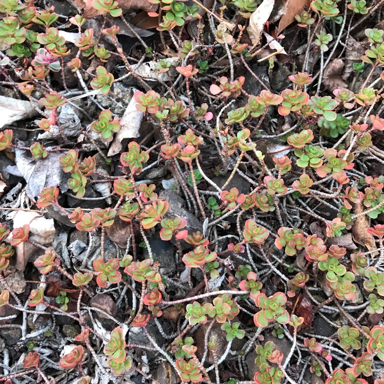 Plant image Sedum Spurium 'Voodoo'