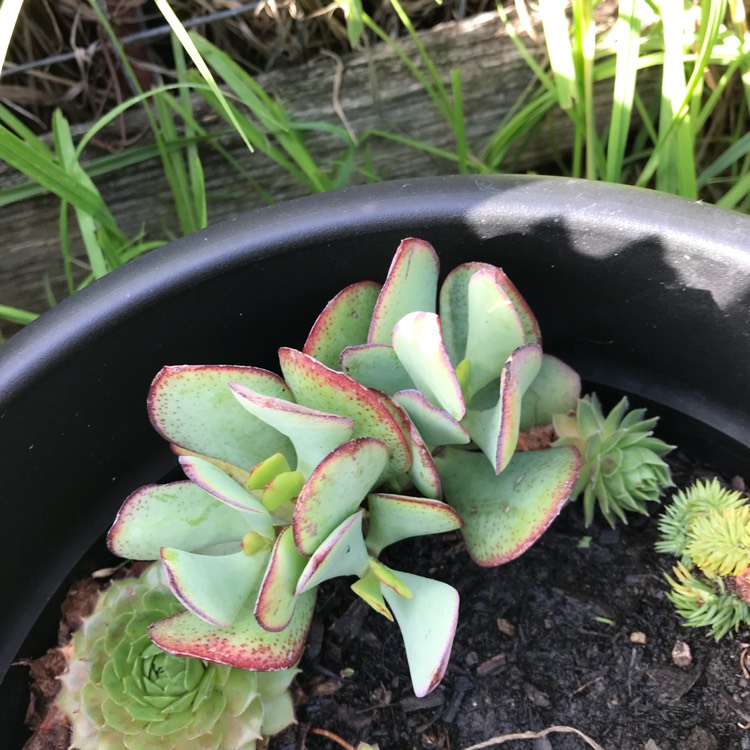 Plant image Crassula arborescens subsp. undulatafolia 'Bluebird Varigata'