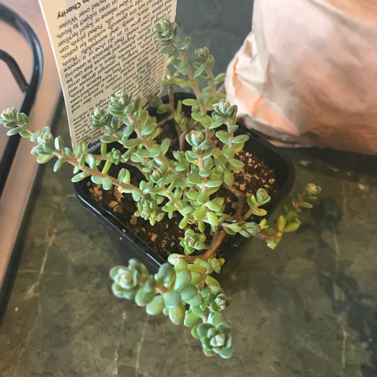 Plant image Sedum Oaxacanum