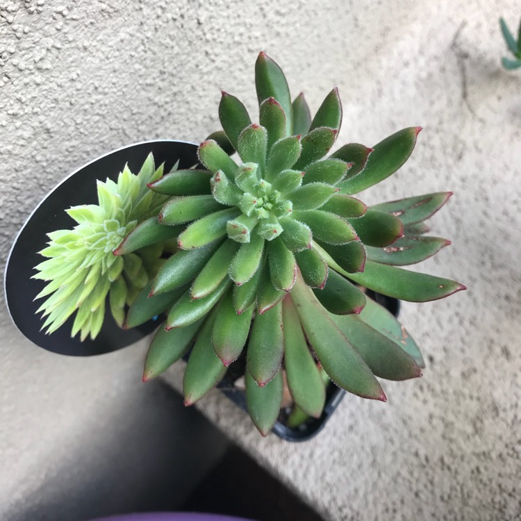 Plant image Echeveria Spruce Oliver