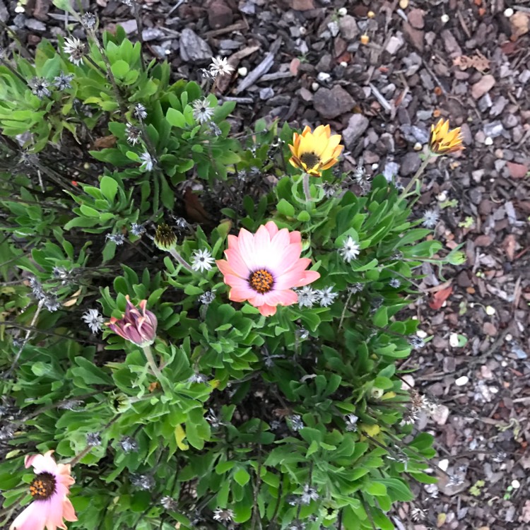 Plant image Osteospermum Serenity 'Pink Magic'