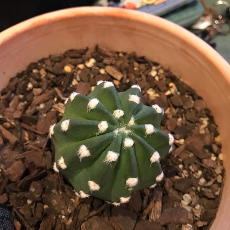 Plant image Astrophytum asterias 'Nudum'