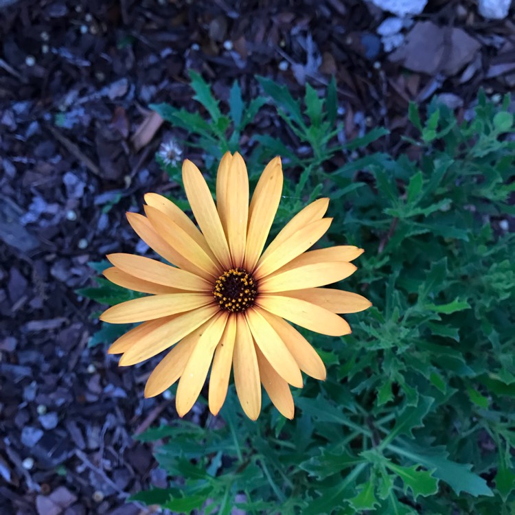 Plant image Osteospermum 'Orange Symphony'