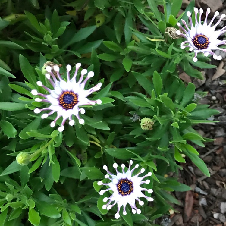 Plant image Osteospermum fruticosum