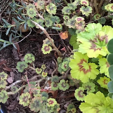 Pelargonium 'Golden Wedding'