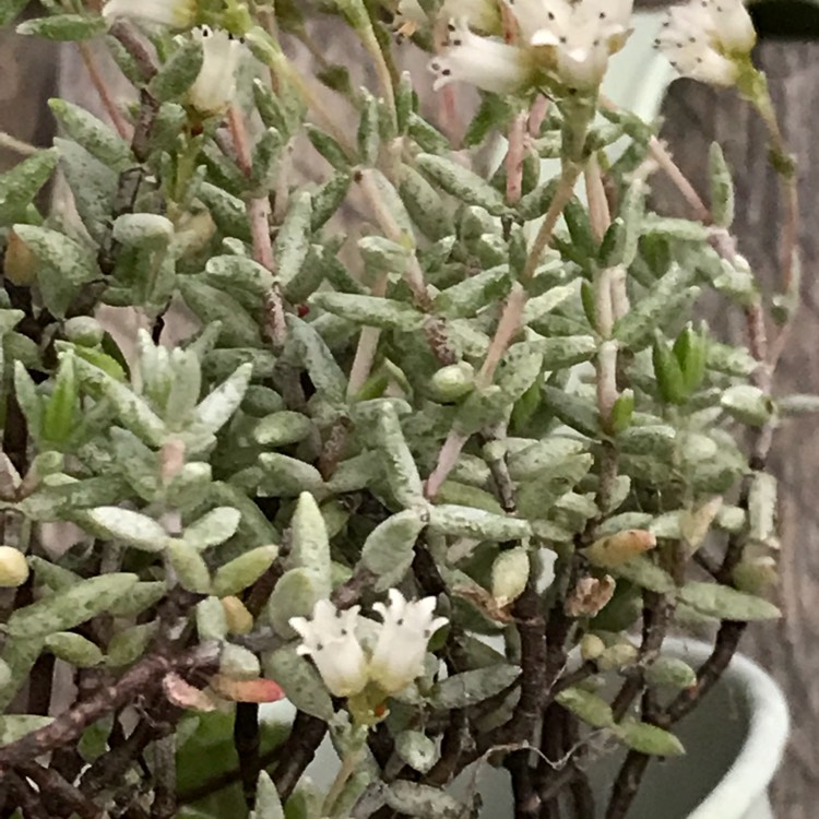 Plant image Crassula Biplanata syn. Creusa biplanata, Crassula punctulata, Crassula kuhnii