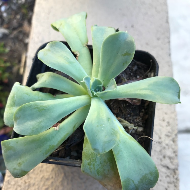 Plant image Echeveria Coccinea