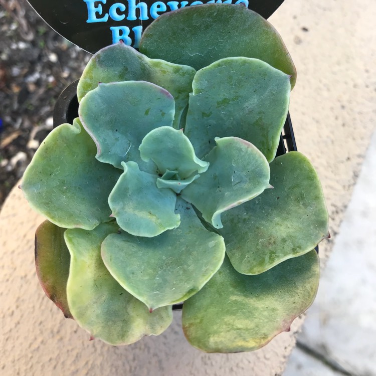 Plant image Echeveria Blue Lagoon