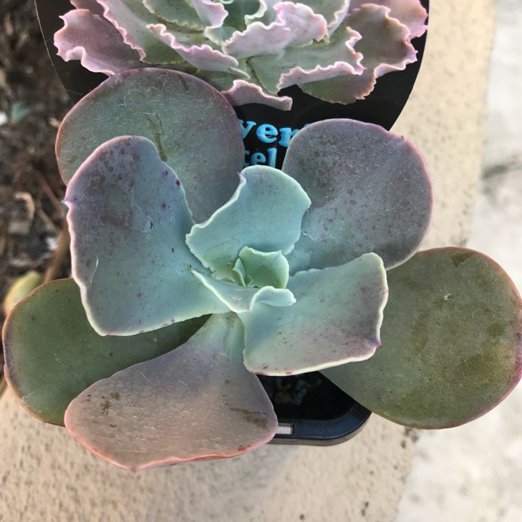 Plant image Echeveria Pastel