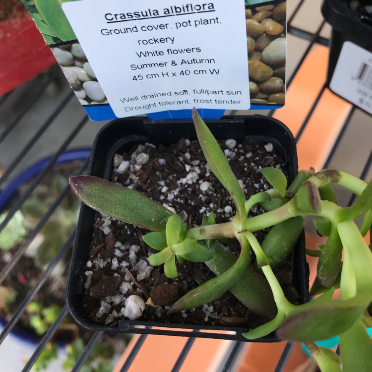 Plant image Crassula Albiflora