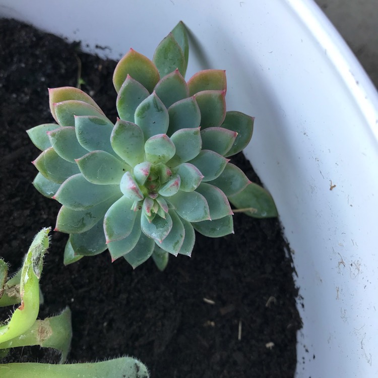 Plant image Echeveria Gusto