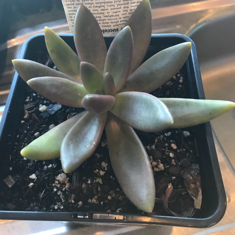 Plant image Pachyphytum fittkaui