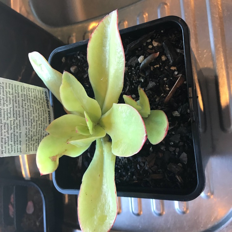 Plant image Echeveria Lemon Twist