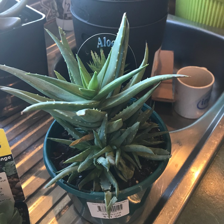 Plant image Aloe 'Walmsley's Blue'