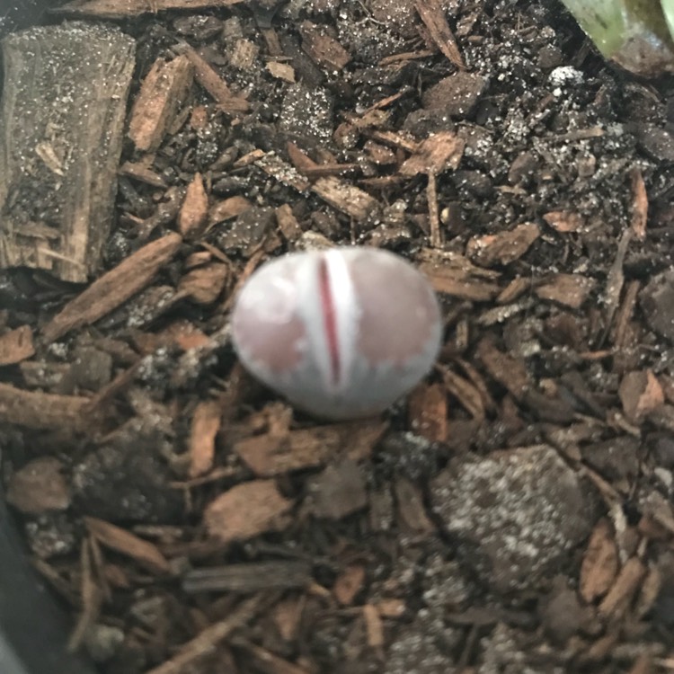 Plant image Lithops Optica Rubra