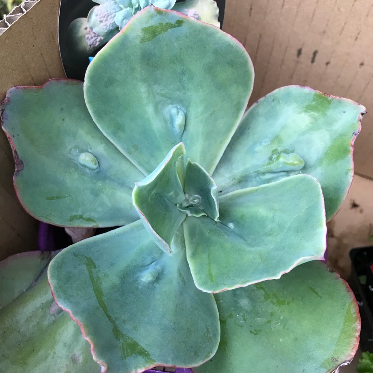 Plant image Echeveria Barbillion