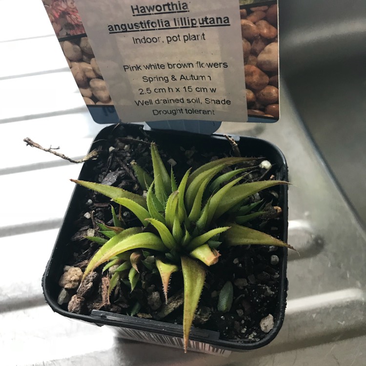 Plant image Haworthia angustifolia 