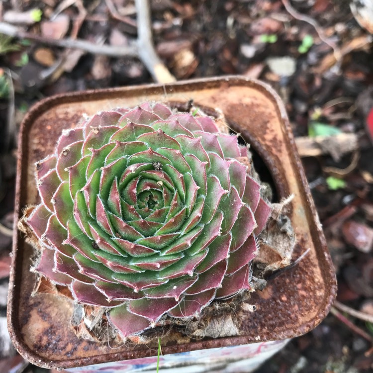 Plant image Sempervivum Raspberry Ice