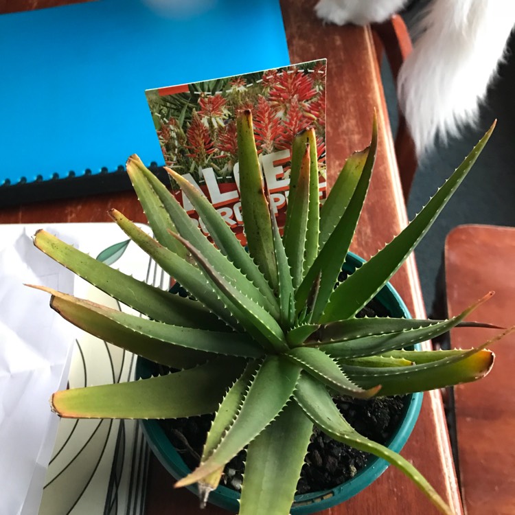 Plant image Aloe dwarf hybrid var. 'X5' Porcupine