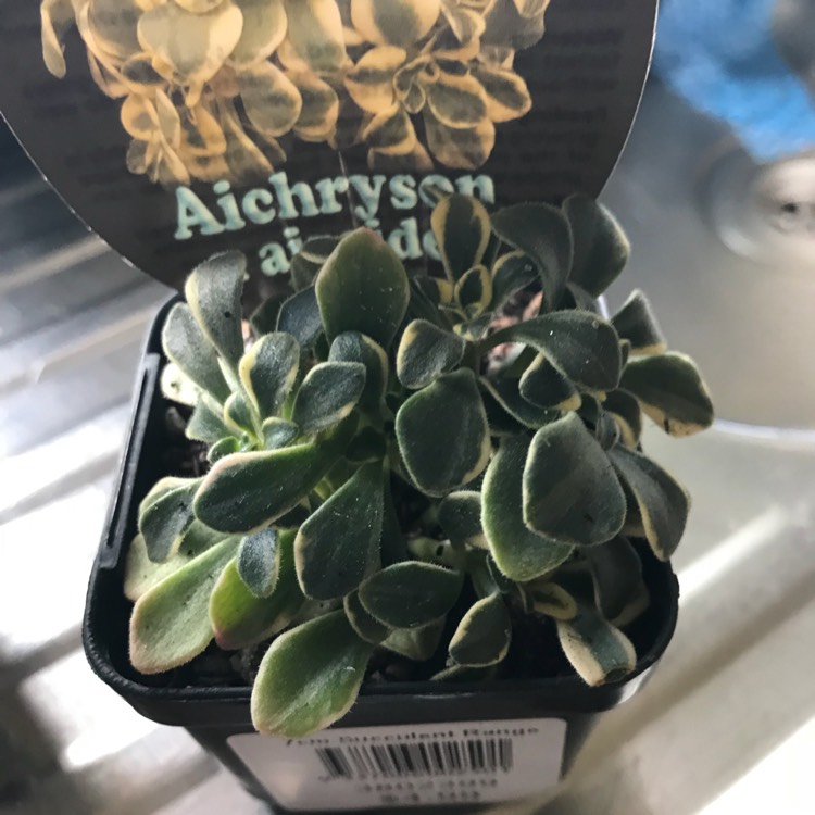 Plant image Aichryson x aiziodes