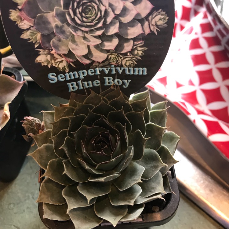 Plant image Sempervivum Blue Boy