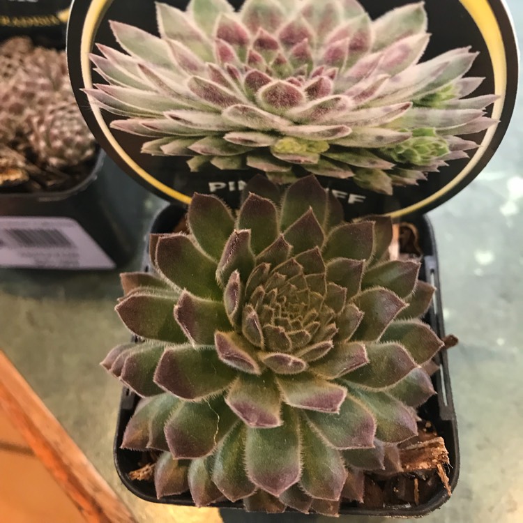 Plant image Sempervivum Pink Puff