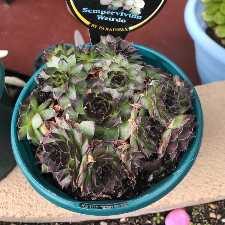 Plant image Sempervivum Bronco