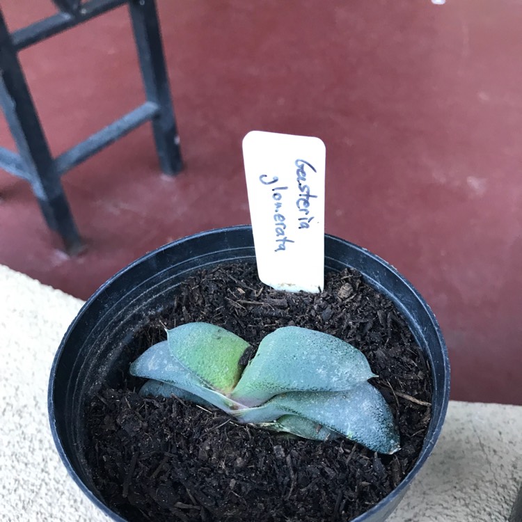 Plant image Gasteria Glomerata