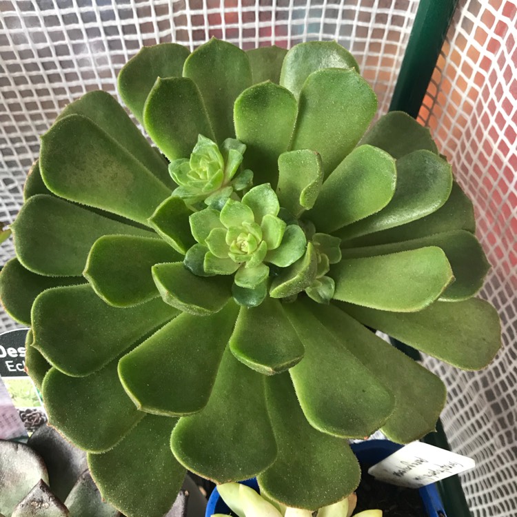 Plant image Echeveria Brown Rose