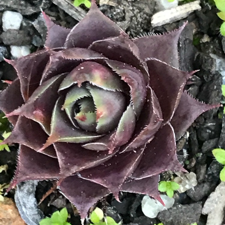 Plant image Sempervivum Purple Haze