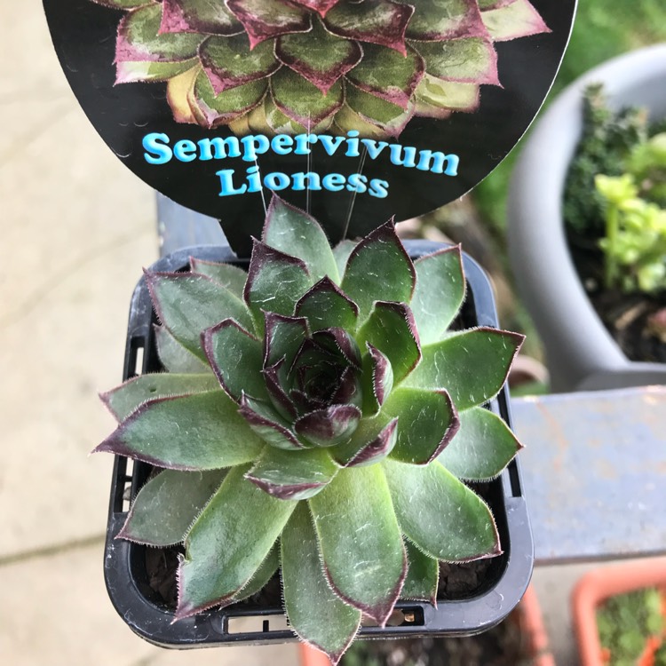 Plant image Sempervivum Lioness