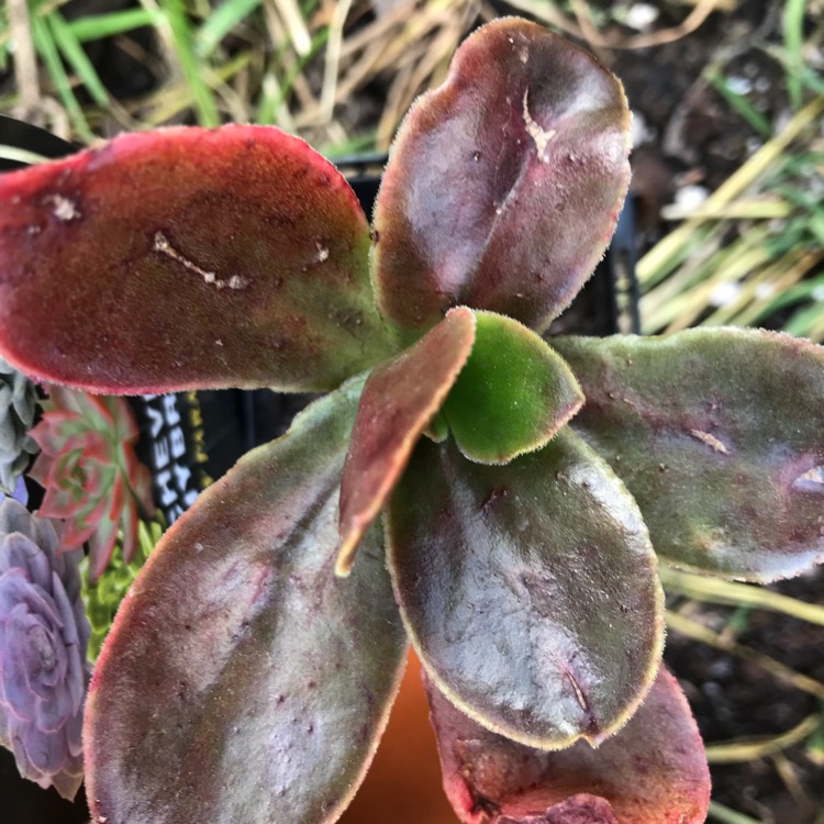 Plant image Echeveria Fimbriata