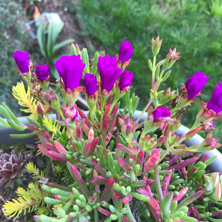 Plant image Delosperma 'Table Mountain'