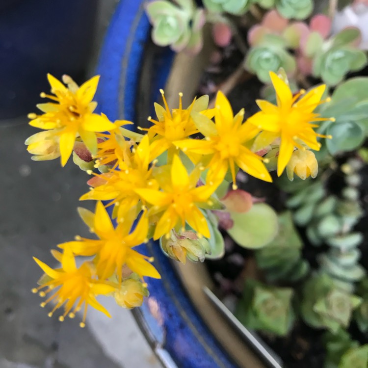 Plant image Sedum Palmerii