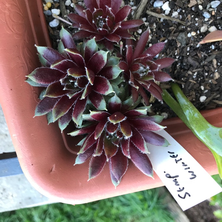 Plant image Sempervivum Winter Red