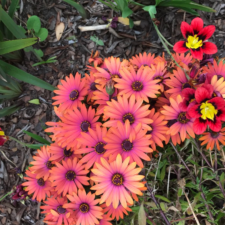 Plant image Osteospermum ecklonis 'Serenity Bronze'