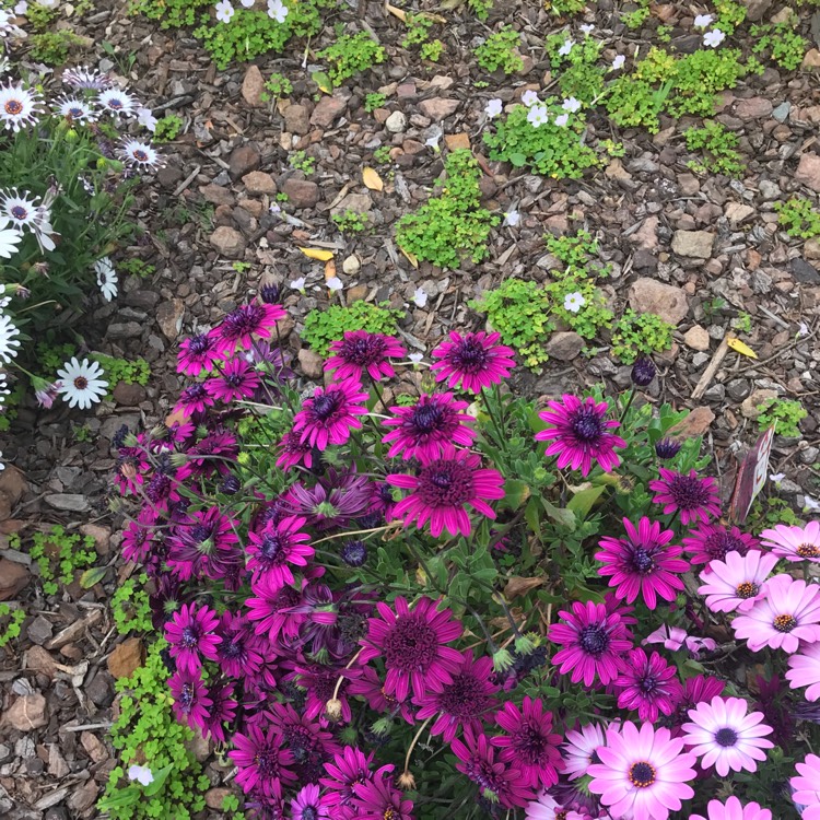 Plant image Osteospermum '3D Double Purple'