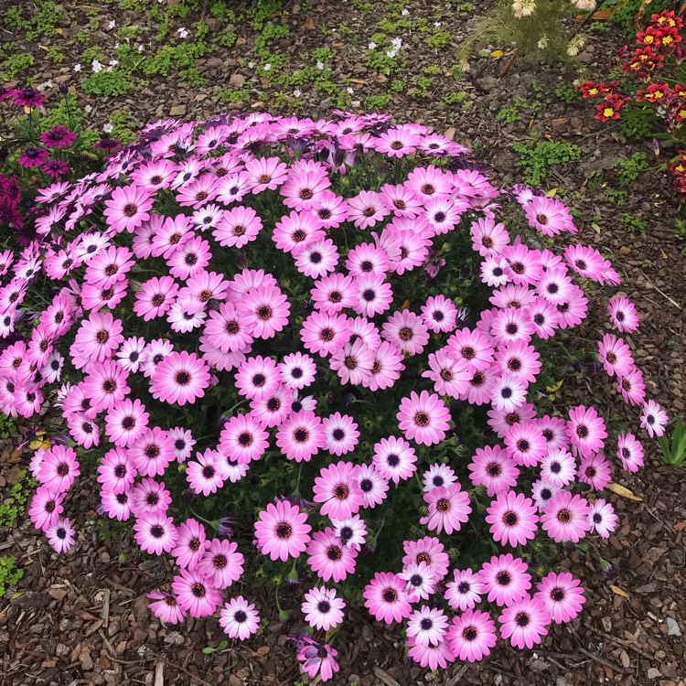 Plant image Osteospermum Serenity 'Pink Magic'