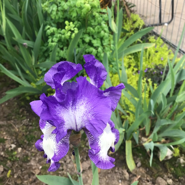 Plant image Iris x germanica 'Stepping Out'