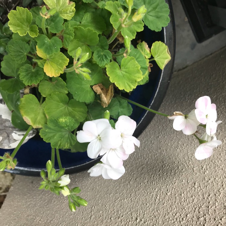 Plant image Pelargonium 'Patriot White' (Patriot Series)