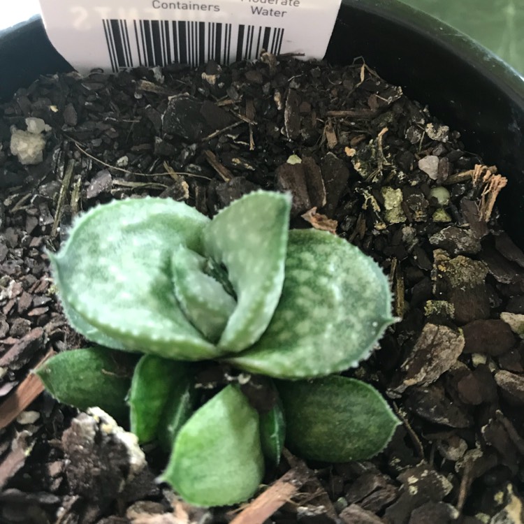 Plant image Gasteraloe Silver Swirls