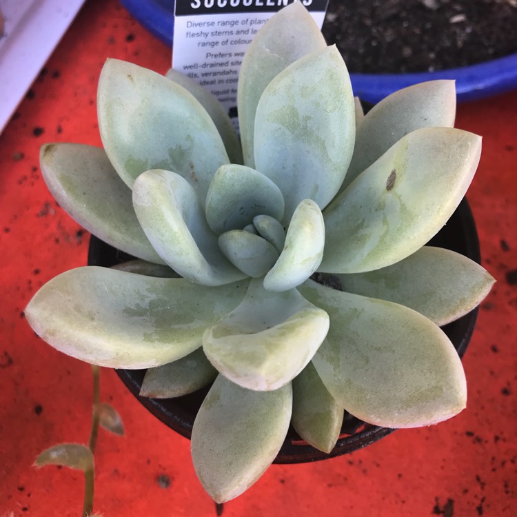 Plant image x Pachyveria Yvonne