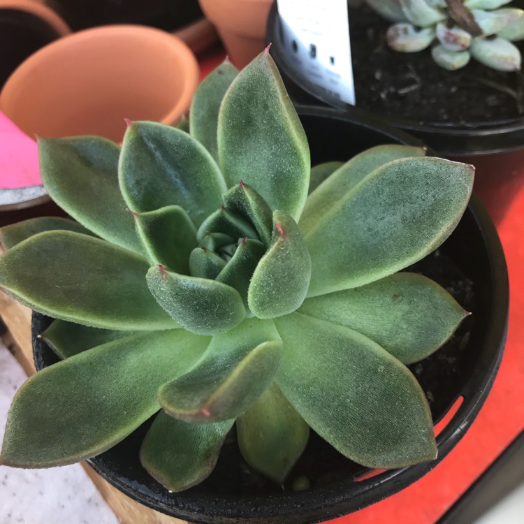 Plant image Echeveria Agavoides Frank Reinelt