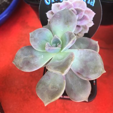 Graptopetalum Purple Delight syn. Graptopetalum Snow White