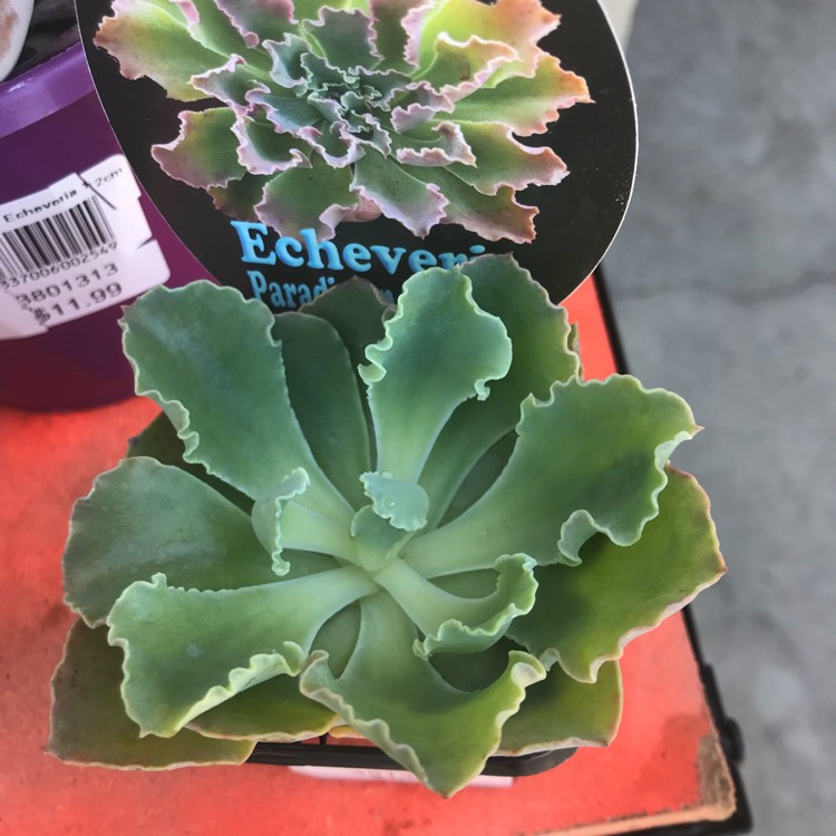 Plant image Echeveria Paradisian Surprise