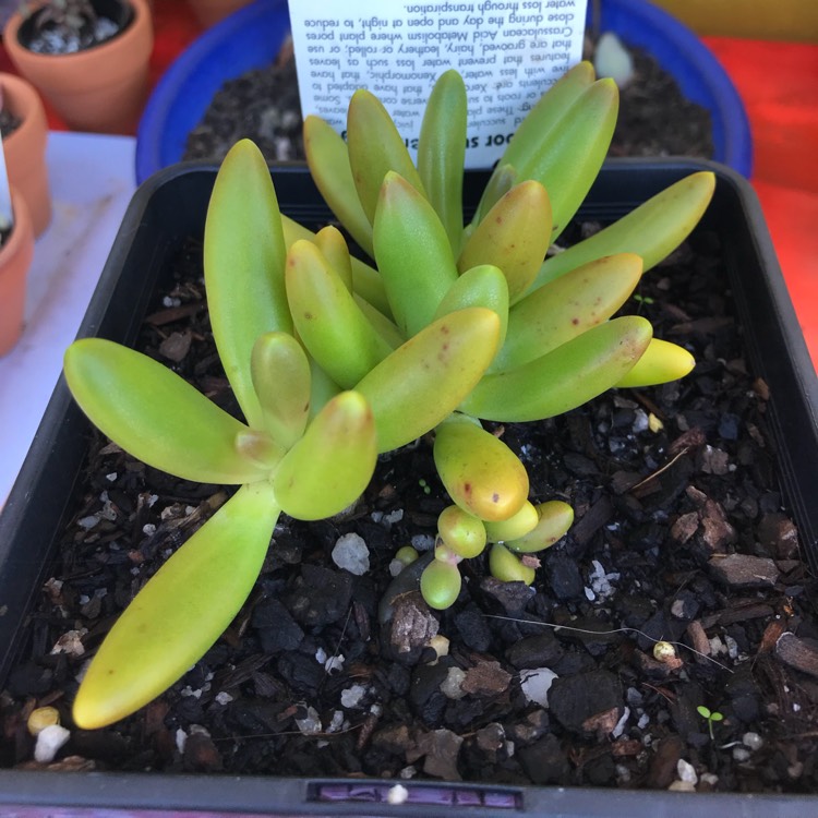 Plant image Pachyphytum viride